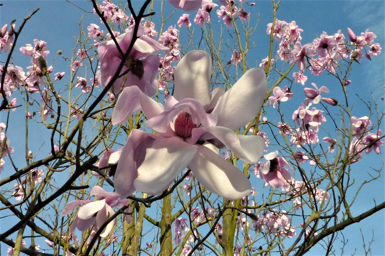 magnolia dawsoniana